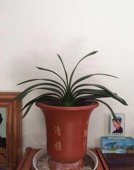 养绿植的心情优美句子