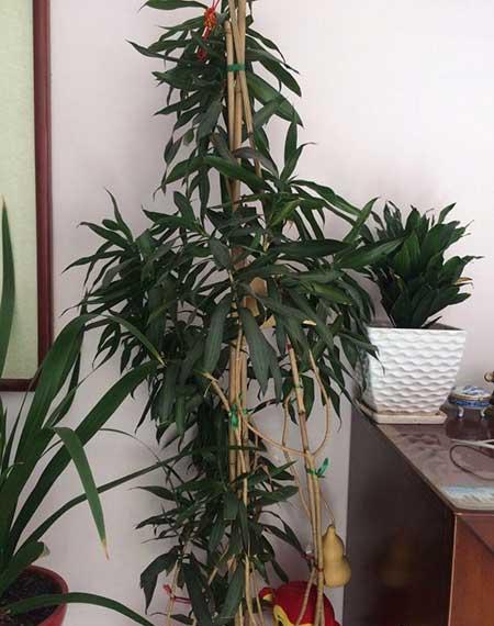 养绿植的心情优美句子