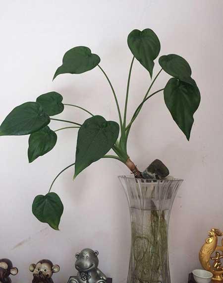 养绿植的心情优美句子