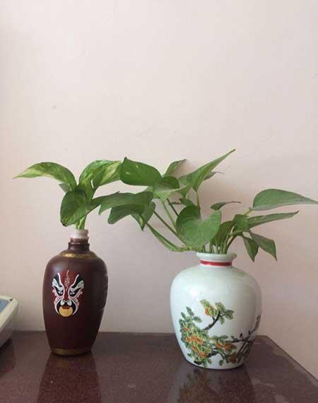 养绿植的心情优美句子