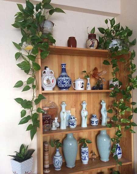 养绿植的心情优美句子