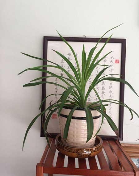 养绿植的心情优美句子