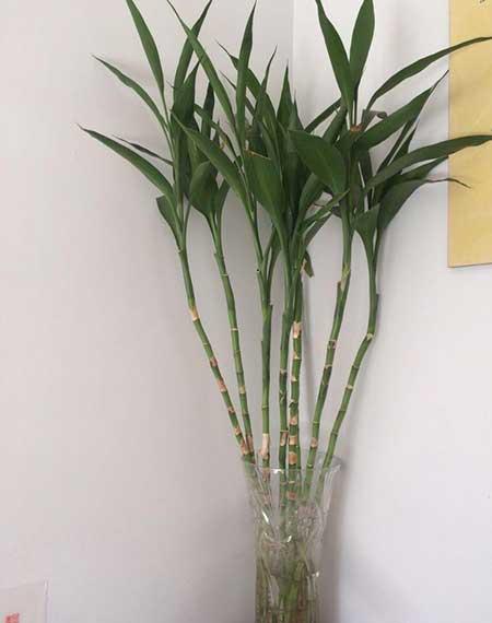 养绿植的心情优美句子