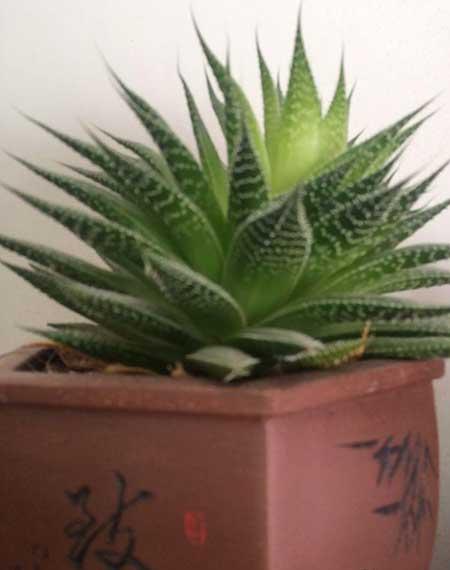 养绿植的心情优美句子
