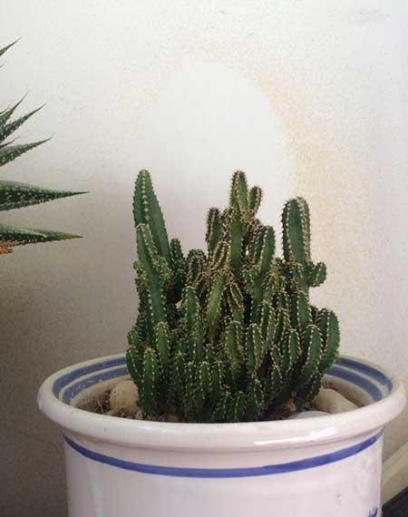 养绿植的心情优美句子