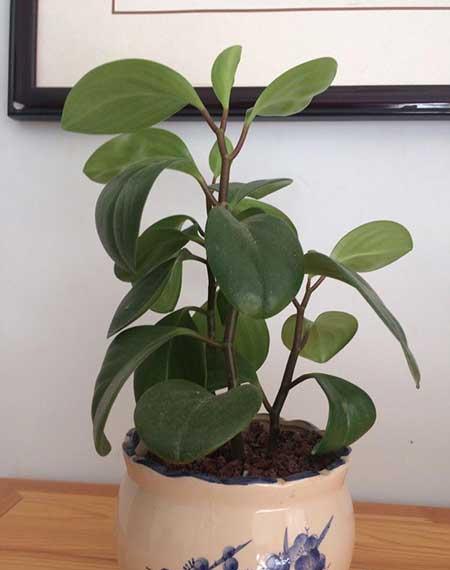 养绿植的心情优美句子