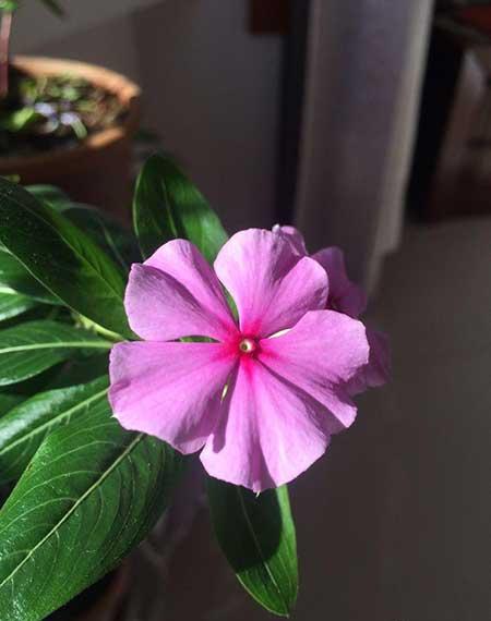 养绿植的心情优美句子