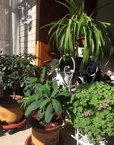 养绿植的心情优美句子