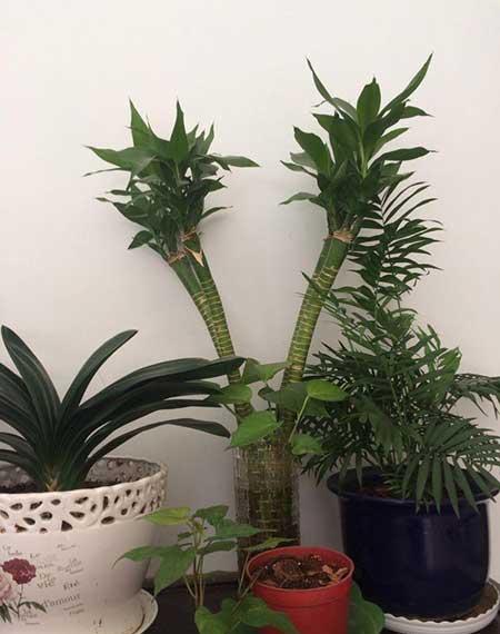 养绿植的心情优美句子