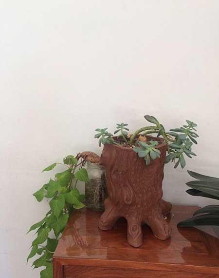养绿植的心情优美句子