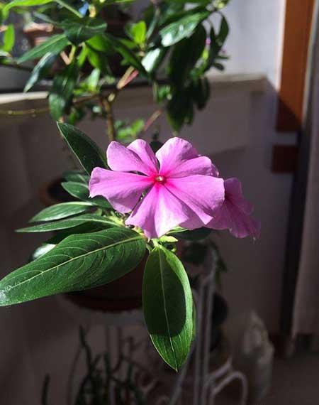 养绿植的心情优美句子