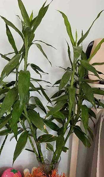 富贵竹盆栽怎么养
