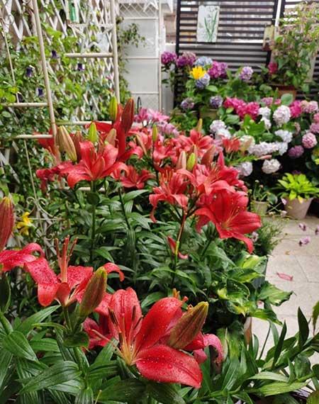适合阳台养的花