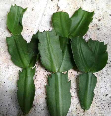 适合阳台养的花