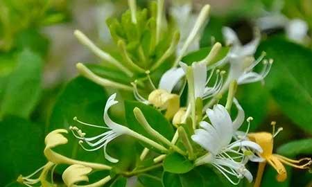 适合阳台养的花