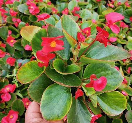 适合阳台养的花