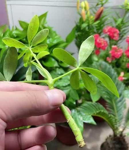 适合阳台养的花