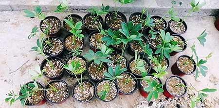 适合阳台养的花