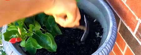 绿植怎么养才能更旺盛