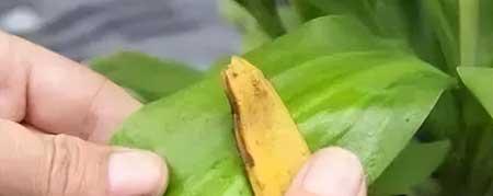 绿植怎么养才能更旺盛