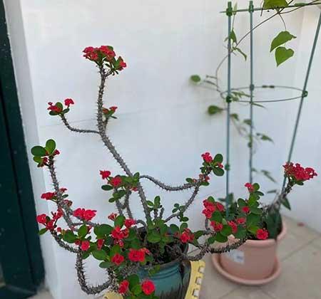 比较好养的花卉有哪些