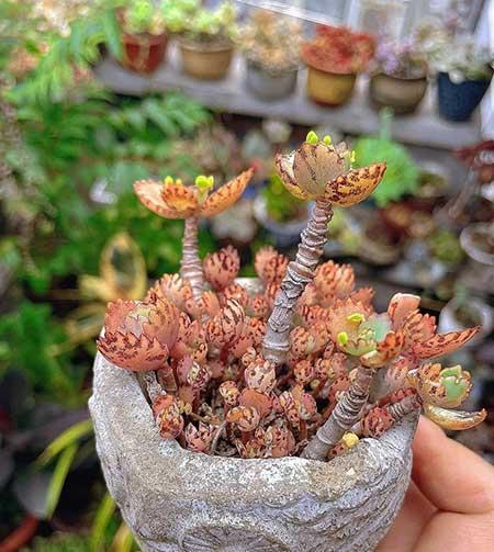 比较好养的花卉有哪些