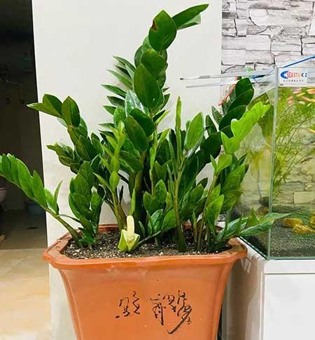 比较好养的花卉有哪些