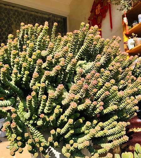 比较好养的花卉有哪些