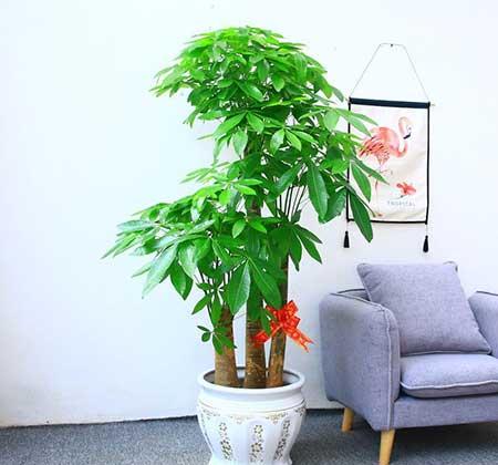 家庭阳台适合养的花卉