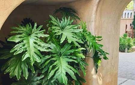 春雨绿植养殖方法