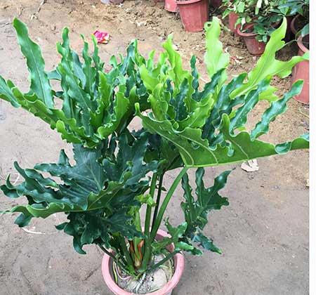 春雨绿植养殖方法