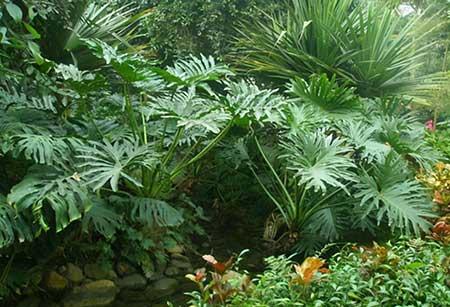 春雨绿植养殖方法