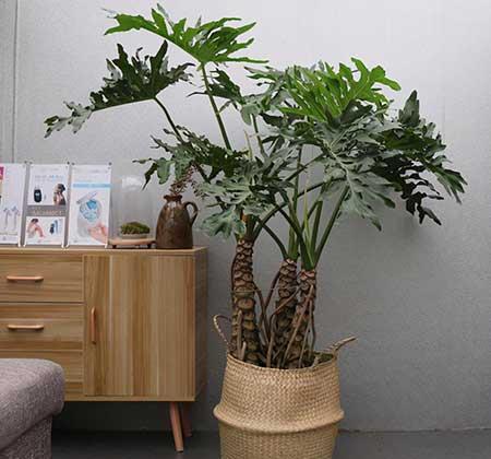 春雨绿植养殖方法