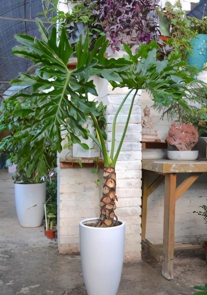 春雨绿植养殖方法