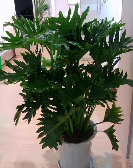 春雨绿植养殖方法