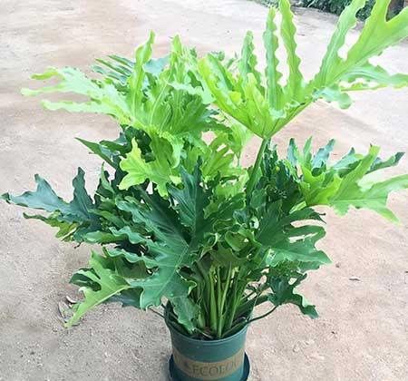 春雨绿植养殖方法