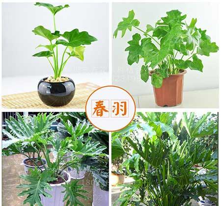 春雨绿植养殖方法