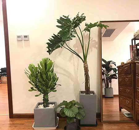 春雨绿植养殖方法