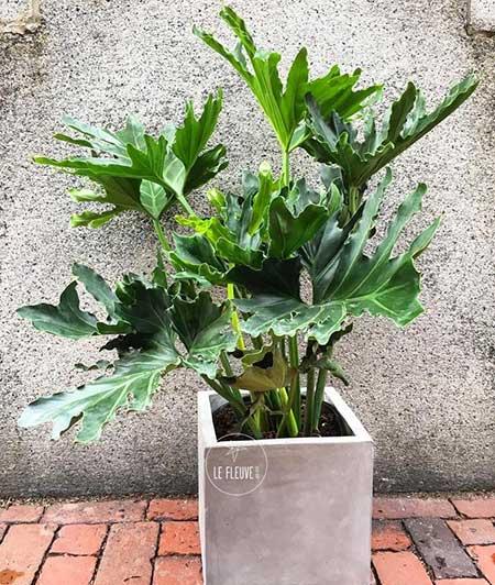 春雨绿植养殖方法