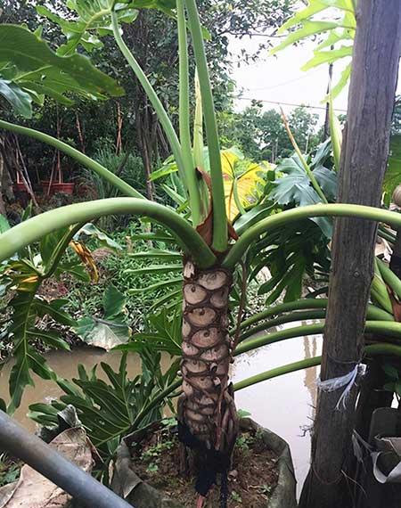 春雨绿植养殖方法