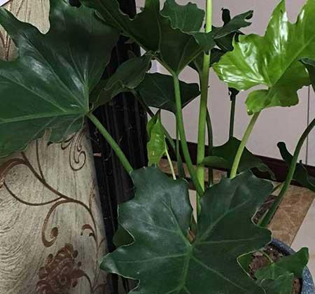 春雨绿植养殖方法