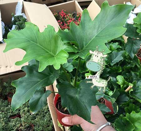 春雨绿植养殖方法