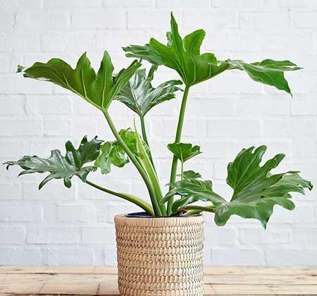 春雨绿植养殖方法