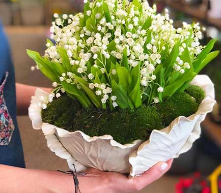 室内养的花