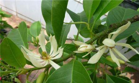 室内养的花