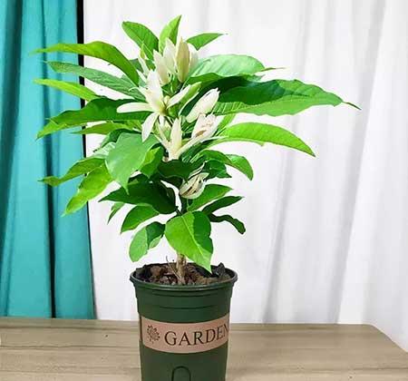 室内养的花