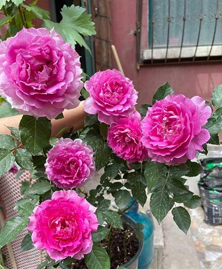 室内养的花