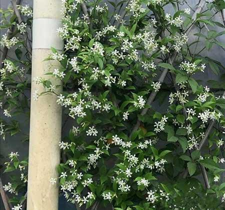 室内养的花