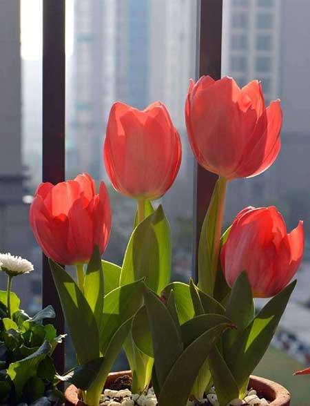 室内养的花