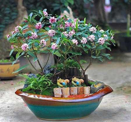 室内养的花